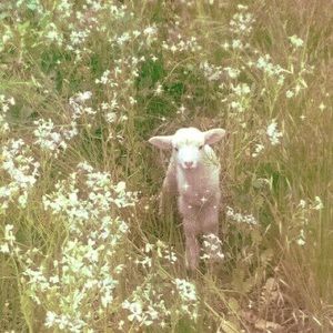 Meet your Posher, Josephine